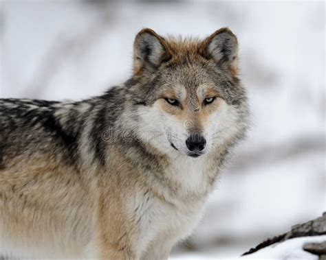 Howling Mexican Gray Wolves Stock Photo Image Of Woods Pair 18705732
