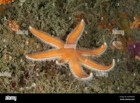 Seven Armed Starfish Luidia Ciliaris Boue Tirlipois Sark British