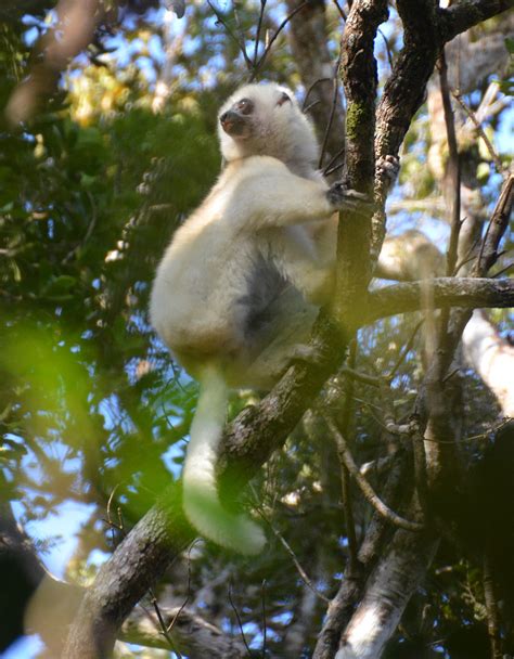 Marojejy Silky Sifaka Lemur Lynnevenart Lemur Conservation Network