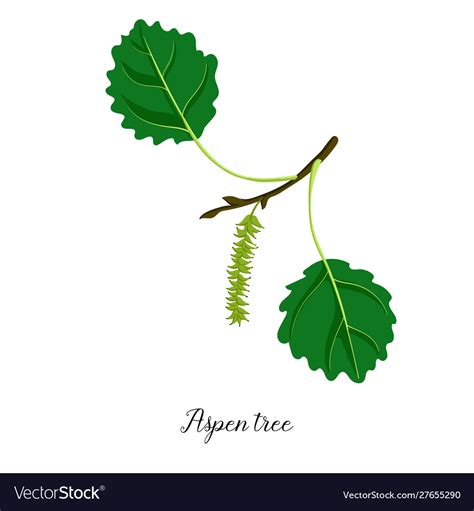 Drawing Branch Aspen Tree Royalty Free Vector Image