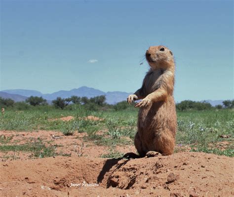What Can Prairie Dogs Eat