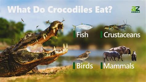 Top 5 Prey Animals Of Alligators What They Eat In The Wild