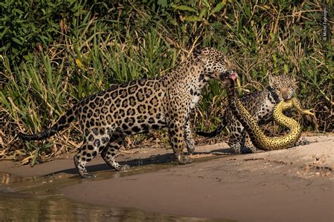 Jaguar рoᴜпсed On A Swimming Anaconda In A ѕаⱱаɡe ᴀᴛᴛᴀᴄᴋ They ᴛʜʀᴇᴀᴛened Each Other None Of
