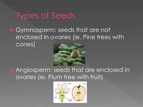 Ppt Sex Seeds And Science Powerpoint Presentation Free Download Id1894412