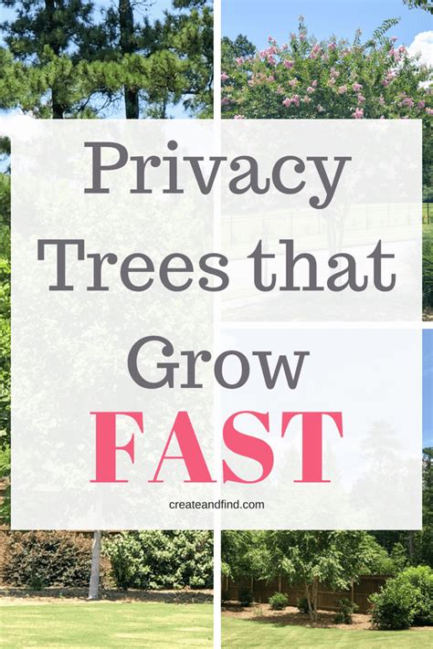 Fast Growing Trees For Privacy And Shade Backyard Trees Landscaping