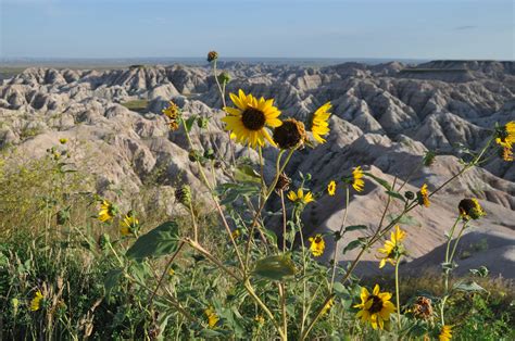 Badlands Sunflowers Fan Photofridayblack Hills And Badlands South Dakota