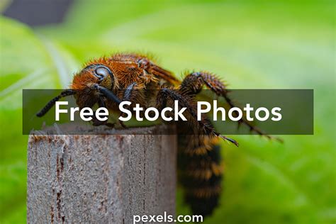 Bugslife Photos Download The Best Free Bugslife Stock Photos And Hd Images
