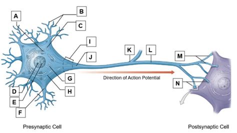 Labelled Diagram Of Neuron Cell Ultrastructure Of Nerves
