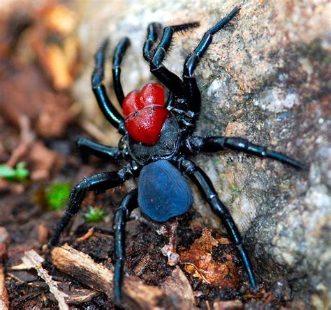 10 Most Dangerous Spiders In Australia Rotary Club Of