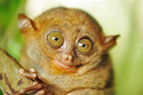 13 Small Monkey Breeds With Big Cute Eyes Some Can Be