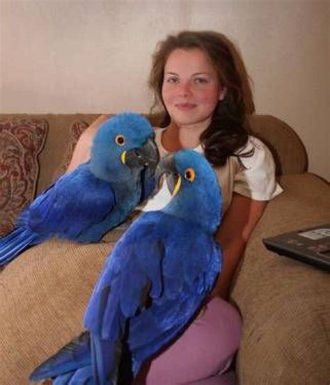 Hello, this is mia, she is 2 years old and looking for a new home with a. Adorable hyacinth macaws,black palm cockatoo baby birds ...