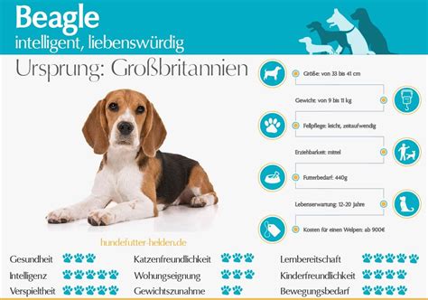 Beagle Steckbrief Rasseportrait And Alle Informationen Zur Hunderasse