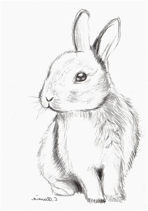 Beau De Lapindessin Galerie Croquis Animaux Dessin Lapin