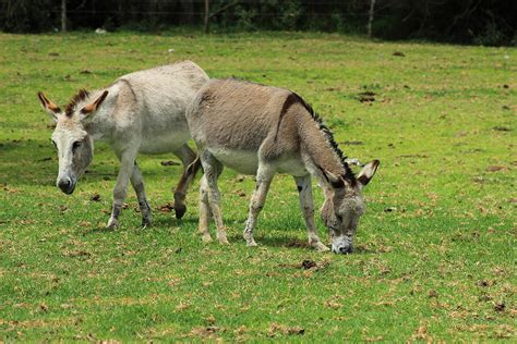 Two Jerusalem Donkeys In A Field Photograph By Robert Hamm Fine Art