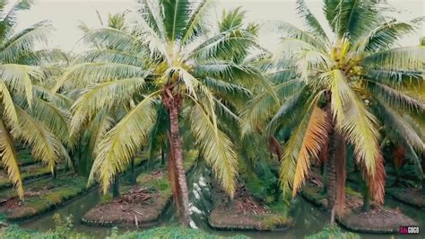 Coconut Farm In Thailand Youtube