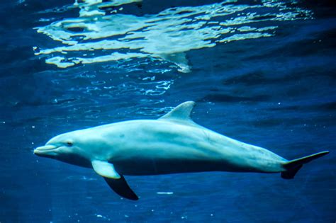 Free Images Sea Water Ocean Animals Vertebrate