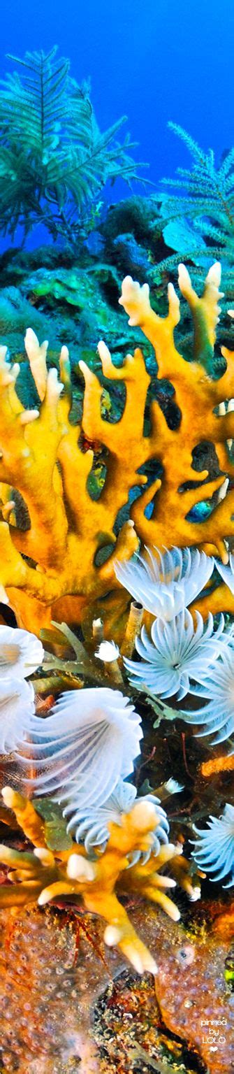An Underwater View Of Corals And Seaweed