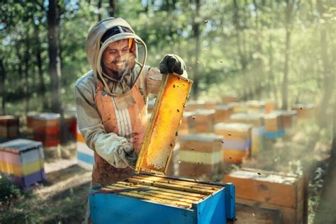 Beekeeping Business Plan Bee Farming Cost Profit And Project Report