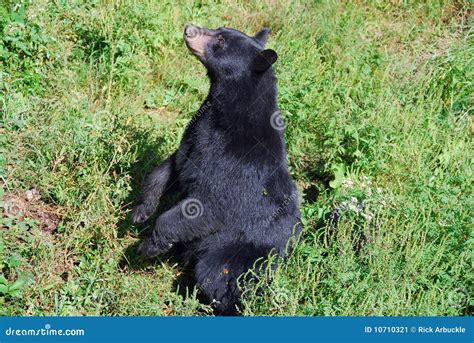 Black Bear Sitting Up Stock Image Image Of Summer Sunny 10710321