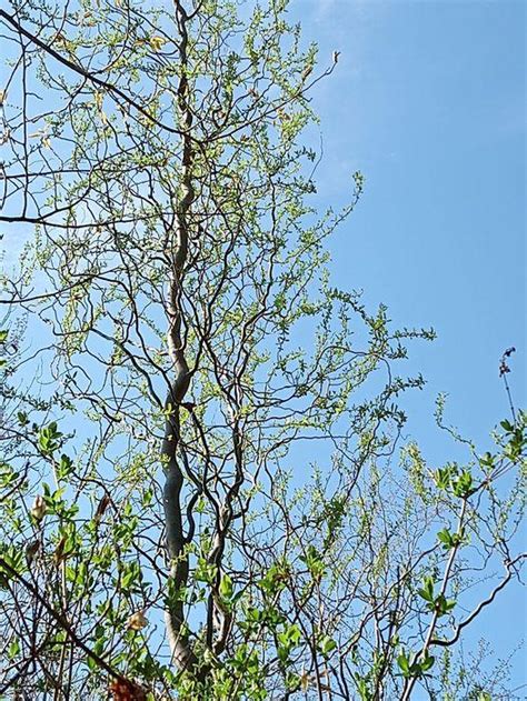 Corkscrew Willow Salix Babylonica Var Matsudana Scarlet Curls