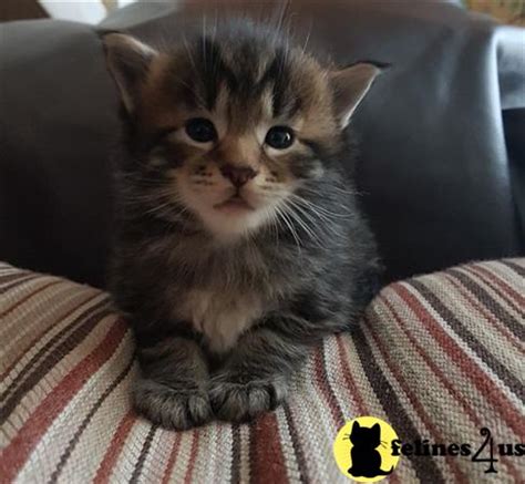 Why buy a maine coon kitten for sale if you can adopt and save a life? Maine Coon Kitten for Sale: 4 Beautiful Maincoon Kittens ...