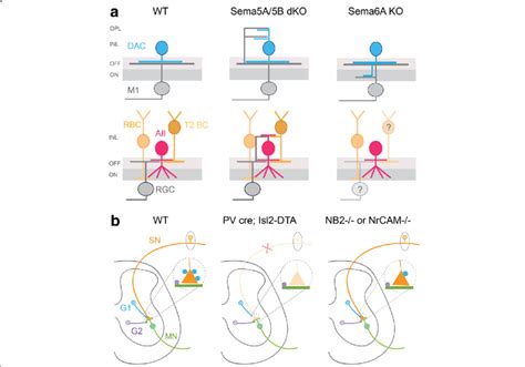 Molecular Cues Guide Partner Selection Of Inhibitory Neurons A Download Scientific Diagram