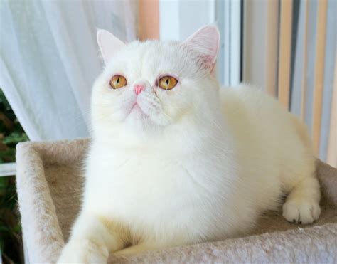 So Cute Cat Breeds Exotic Shorthair Kitten Exotic Shorthair Cat