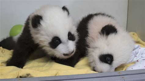 Happy Naming Day Giant Panda Twins Ya Lun Right And Xi Lun Were