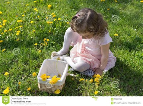 Little Girl On Dandelion Lawn Pick Up Dandelions In A Basket Stock