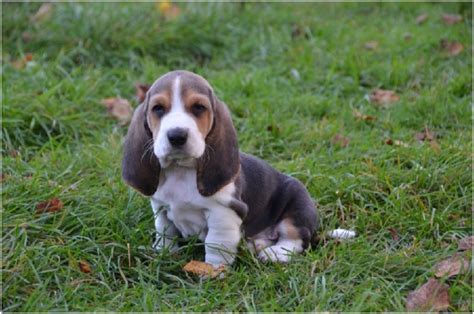 Basset Artesien Normand Temperament Lifespan Shedding Puppy