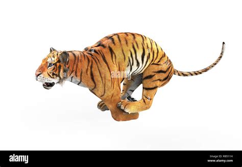Dangerous Bengal Tiger Roaring And Jumping Isolated On White Background