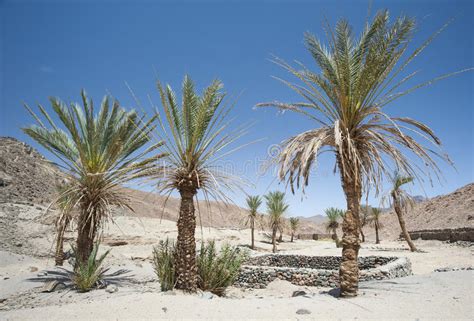 Oasis With Palm Trees In An Isolated Desert Valley Stock Photo Image 39604368
