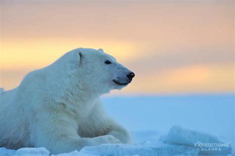 Arctic National Wildlife Refuge Photos Anwr Alaska Pictures