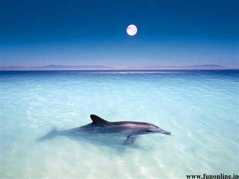 46 Beach Dolphin Wallpaper