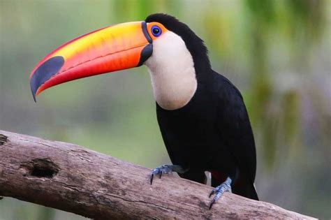 Birds With Long Beaks 24 Species With Pictures Wildlife Informer 2022