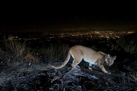 Youre Not Imagining It Mountain Lion Sightings Are Increasing