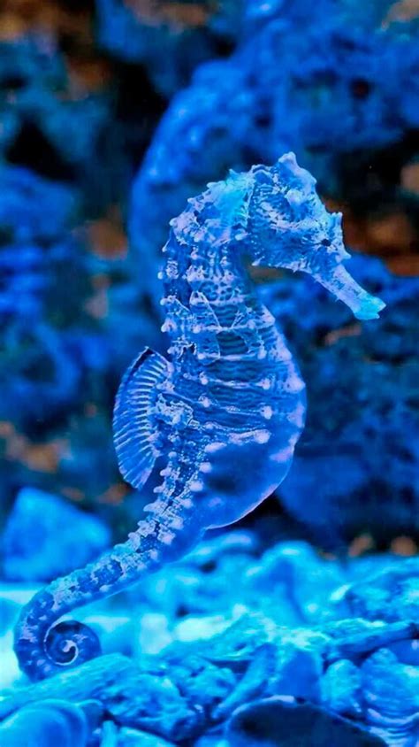 Beautiful Sea Creatures Animals Beautiful Cute Animals Underwater