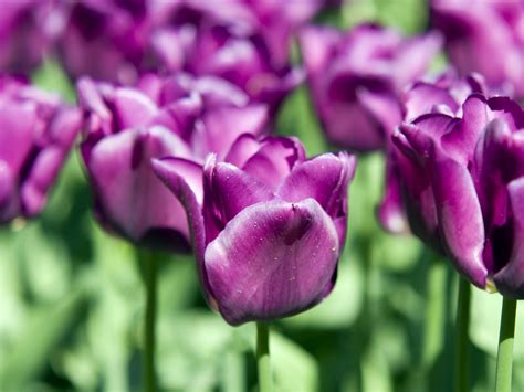 Purple Tulips Wallpaper 1600x1200 51799