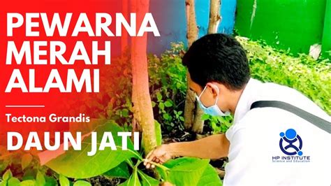 PEWARNA ALAM DAUN JATI Warna Merah Ramah Lingkungan Ecoprint YouTube