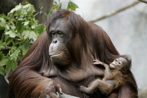 Adolescent Orangutans Breastfeed For Eight Years