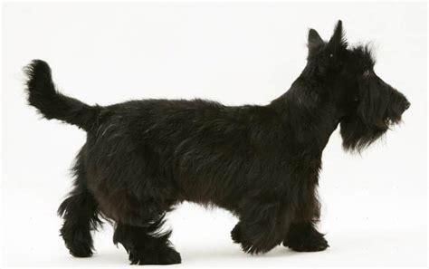The Scottish Terrier Also Known As Scottie And Aberdeen Terrier Is A
