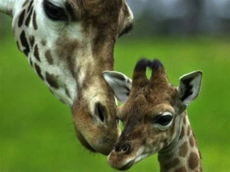Facebook Giraffe Pictures What Is The Deal The Hollywood Gossip