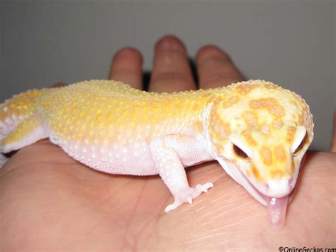 Are Leopard Geckos Good Beginner Pets Pets Retro