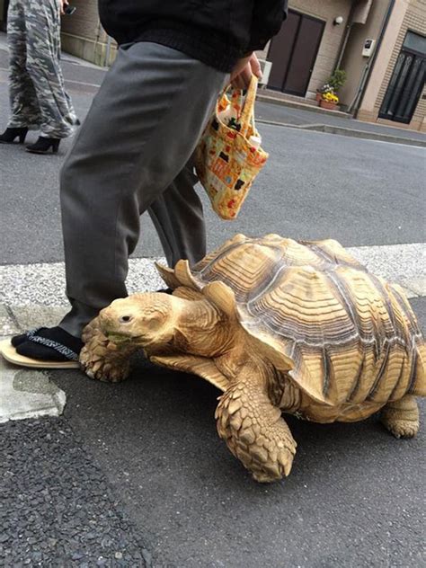 This Man In Tokyo Must Be The Most Patient Pet Owner In