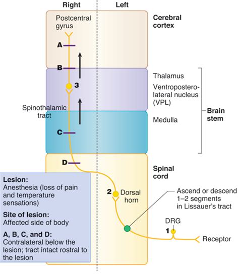Lateral Spinothalamic Tract Brain Anatomy Spinothalamic Tract Human