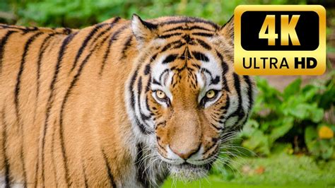 Tiger Wild Animal Art Tv Screensaver 4k Youtube