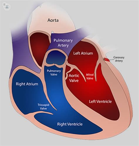 Aortic Valve Replacement Everything You Need To Know Top Doctors