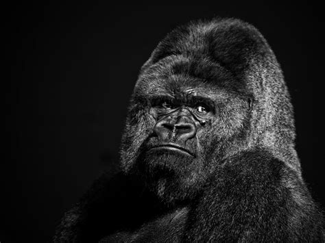 Animaux Gorille Fond Décran