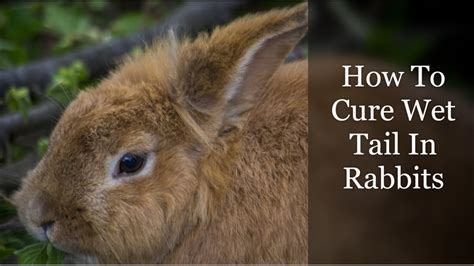 How To Cure Wet Tail In Rabbits Youtube