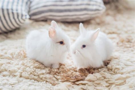 We did not find results for: The Current State of Cruelty-Free Beauty As We Hop Into ...